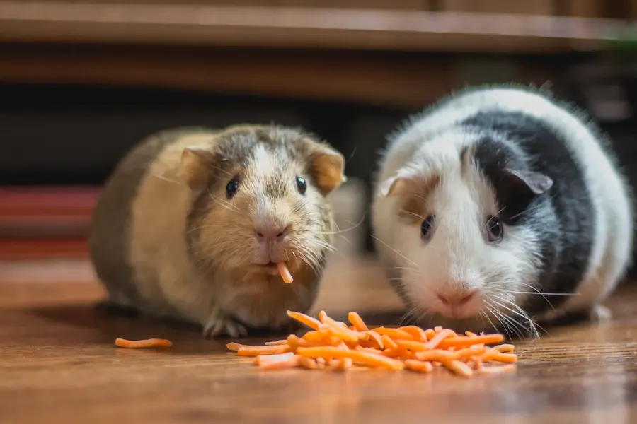 Dos cobayas compartiendo un snack en un piso de madera en casa