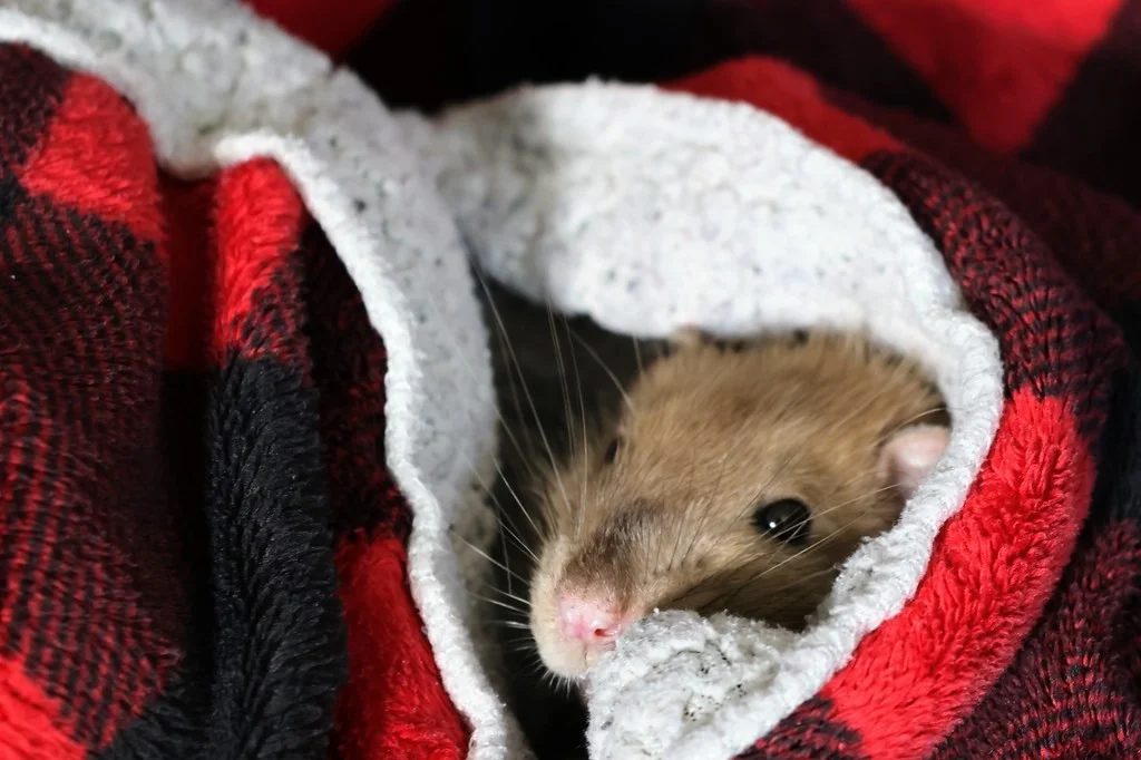 Una rata mascota asomándose desde una manta de franela acogedora