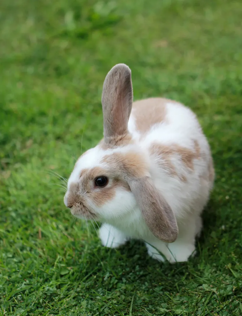 Un conejo relajándose en un rincón acogedor del jardín