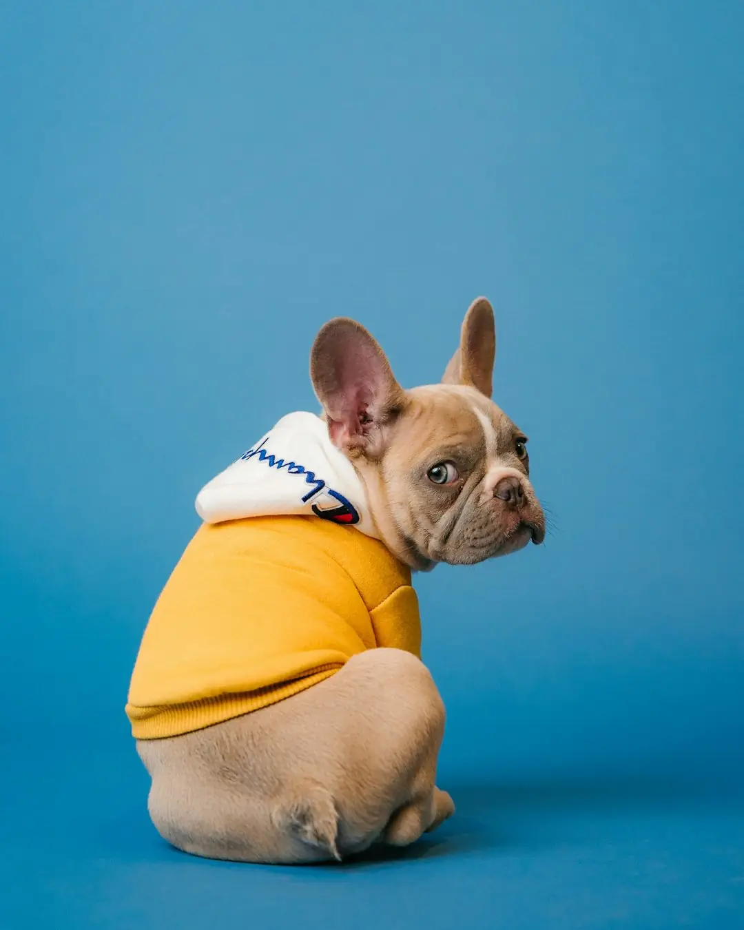 Reactive Dogs: Walk Notes Every Sitter Should Have