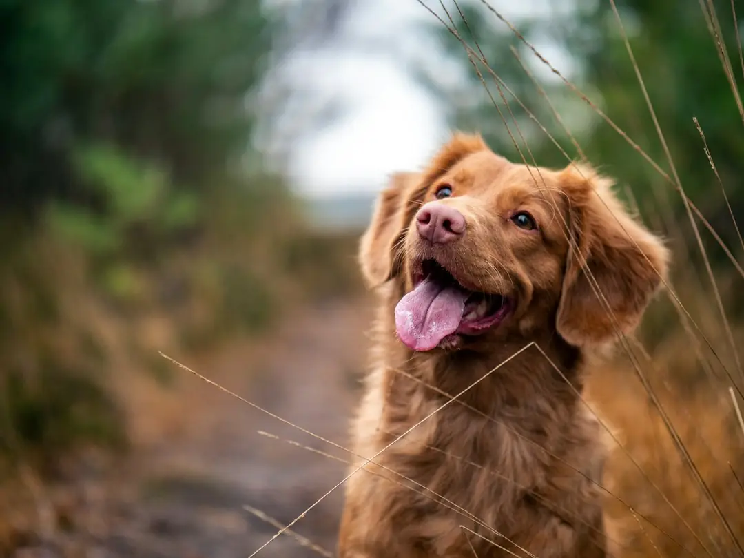 Separation Anxiety in Dogs: Signs and How Sitters Can Help