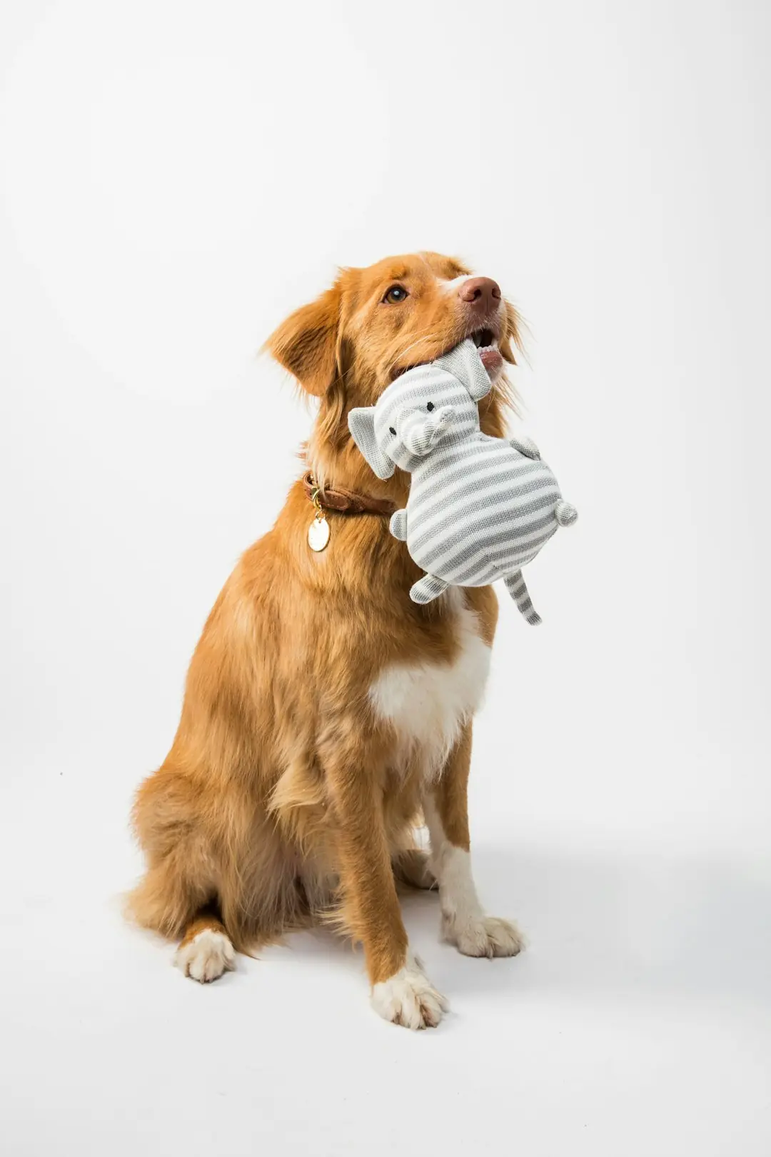 Holiday Pet Care
