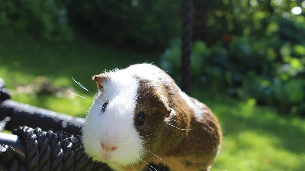 A First-Time Pet Owner Guide to Booking a Sitter