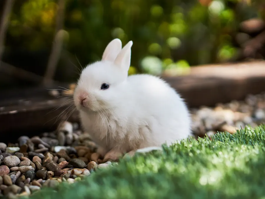 Un conejo sentado solo cerca de una puerta de jardín abierta, mirando hacia afuera