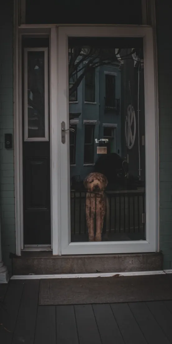 Un perro mirando a través de una puerta de vidrio delantera, esperando solo