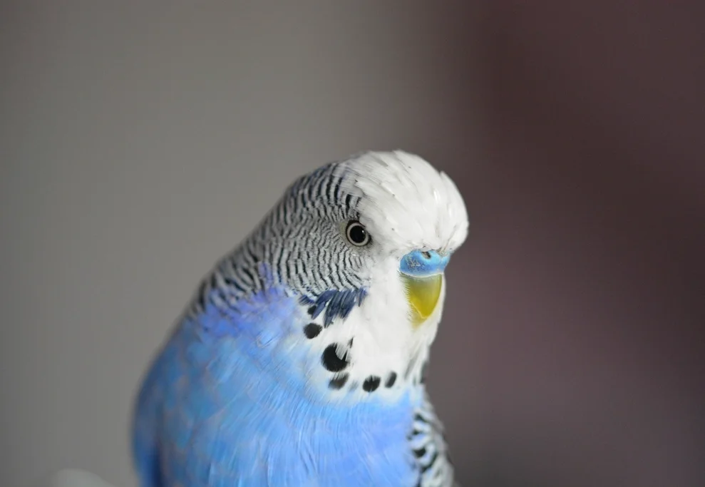Un colorido periquito mascota posado tranquilamente, retrato de cerca