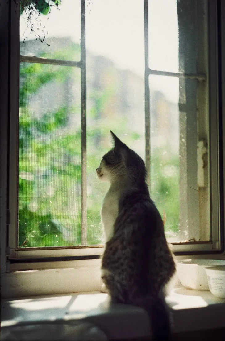 Un gato sentado solo en el alféizar de una ventana, mirando hacia afuera